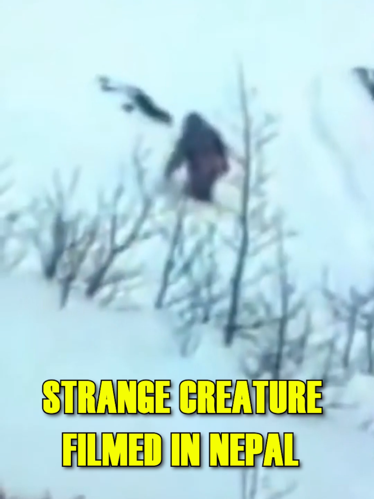 @Slapped Ham