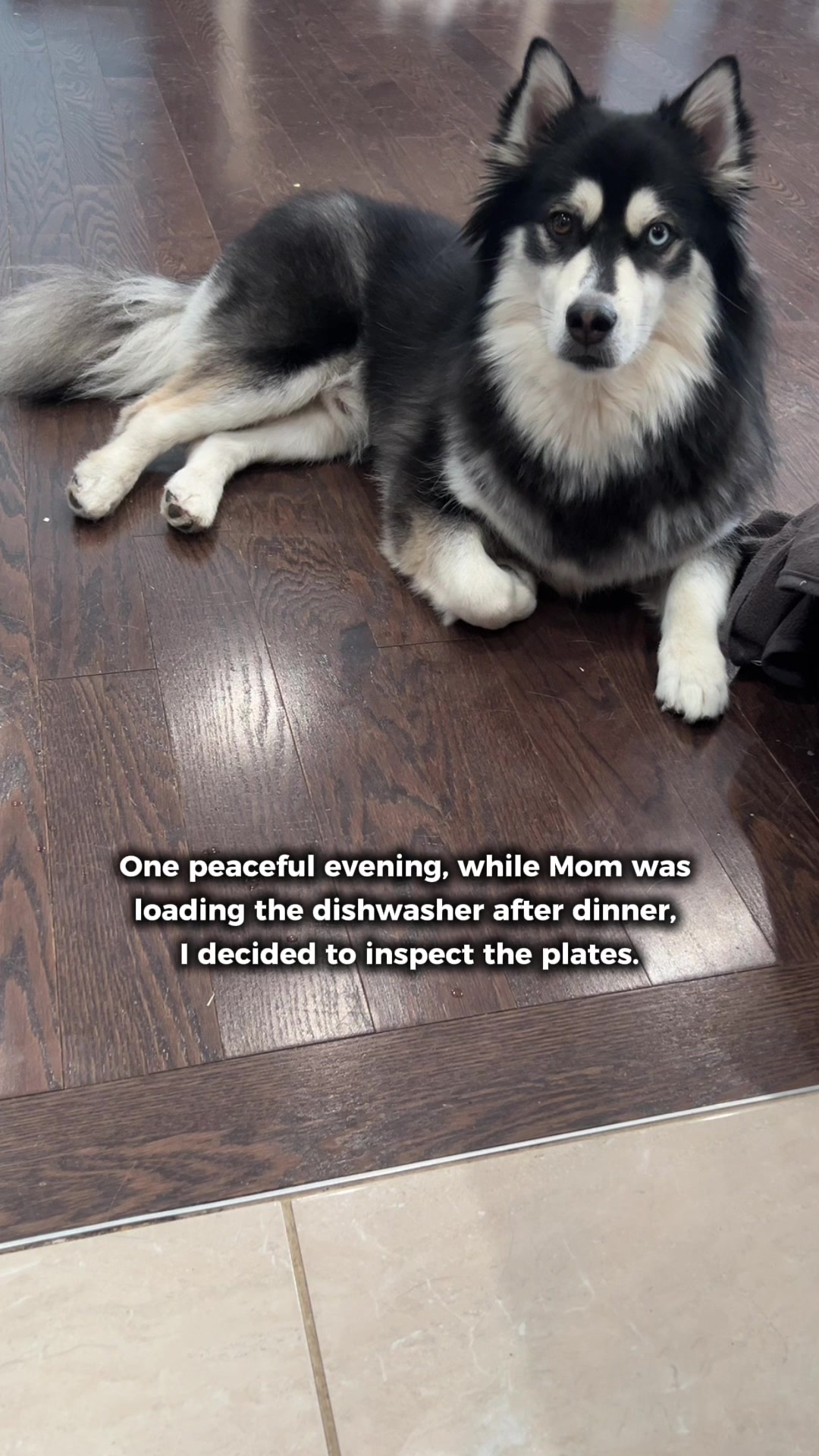 @Zeus the Pomsky🐾