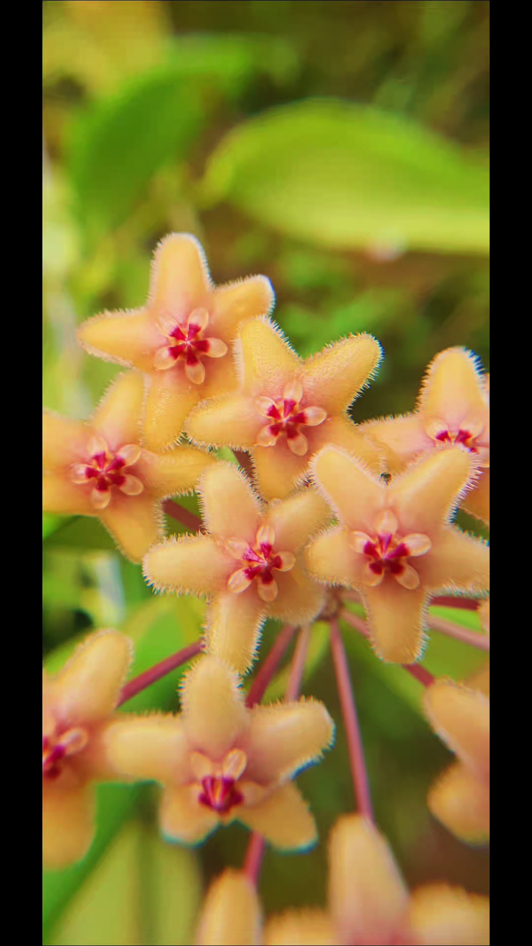 @Raregardenblooms
