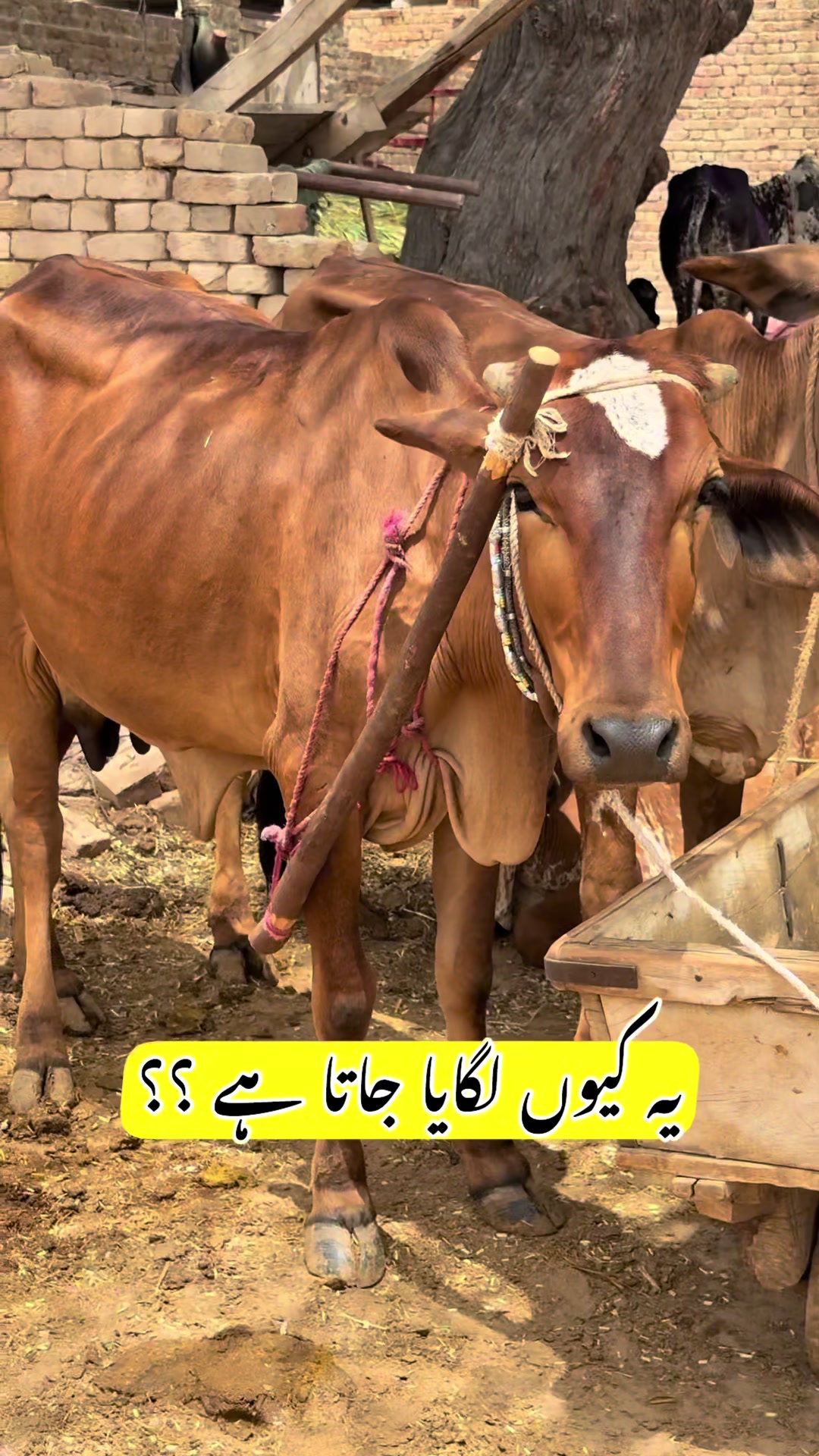 @Dr.Mohsin
