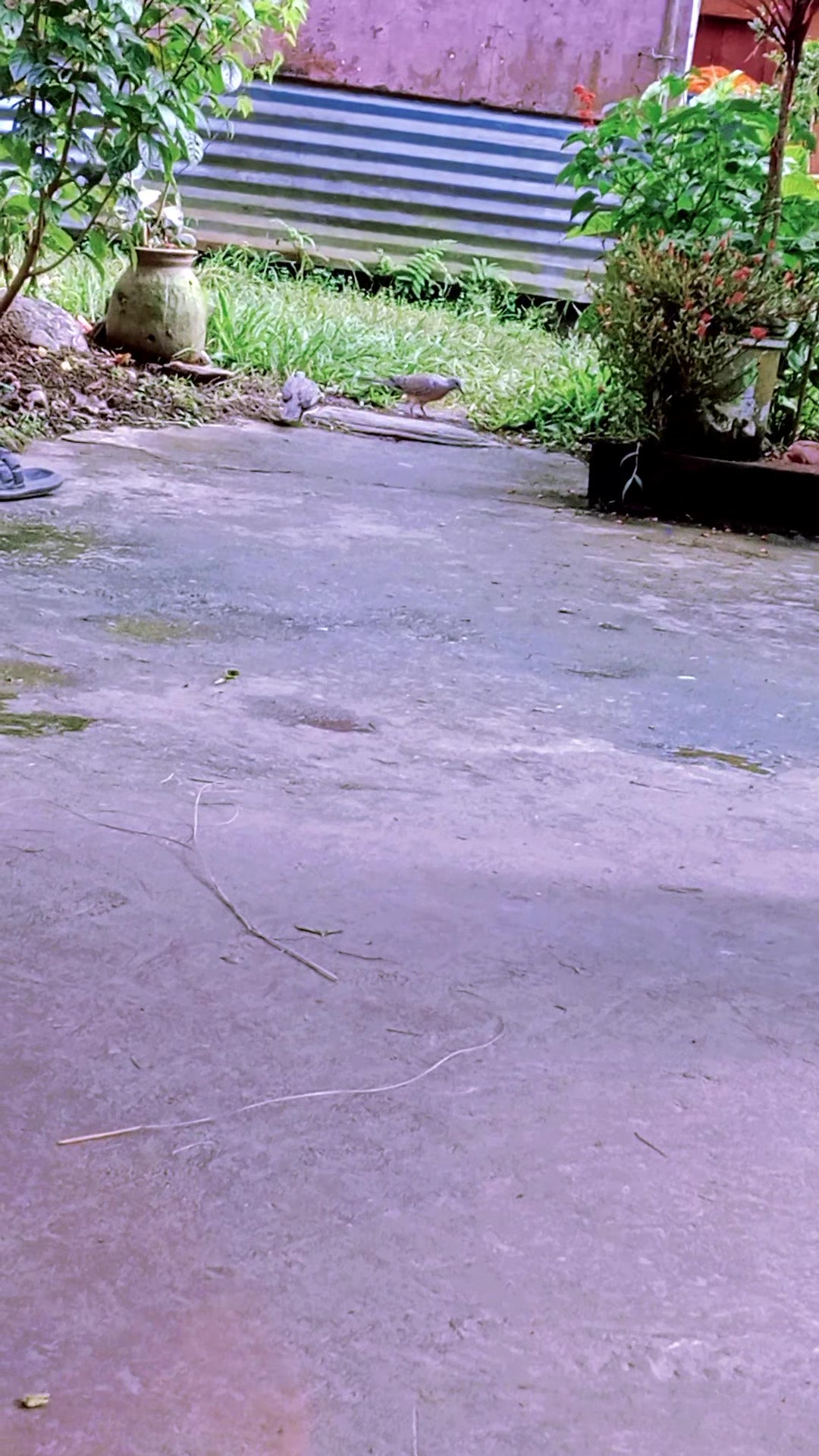 @Krishna Adhikari