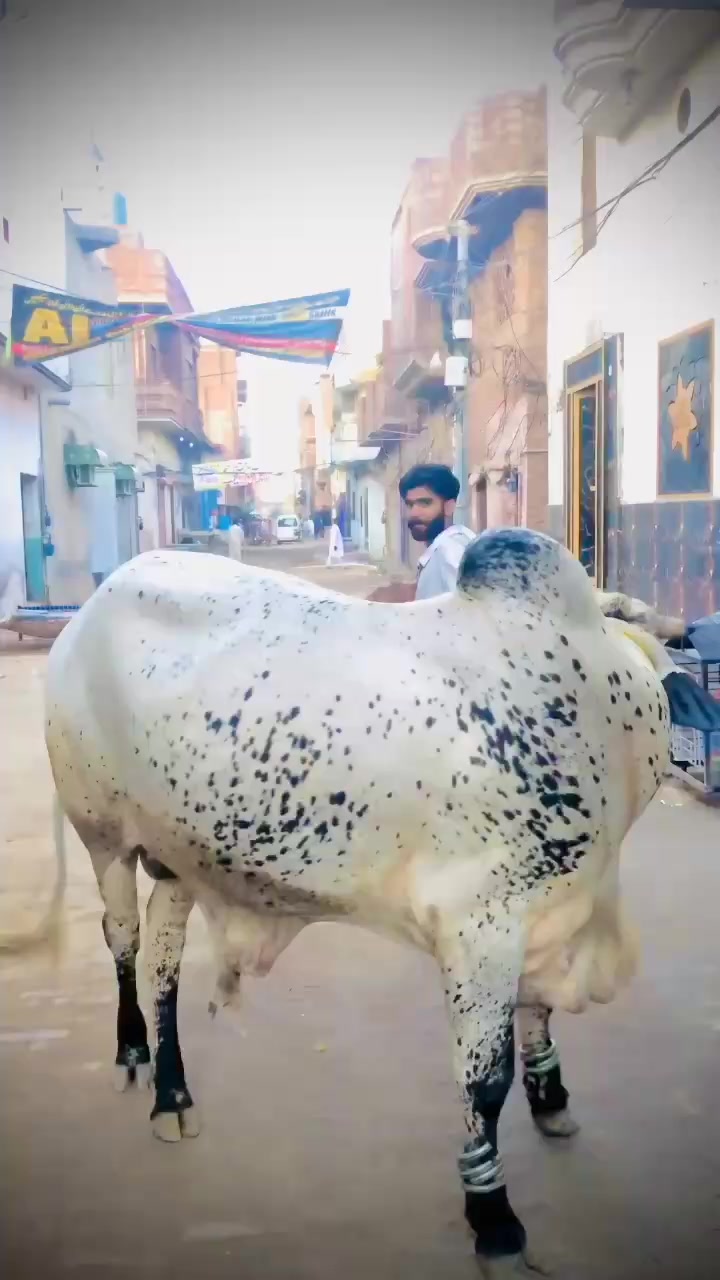 @haider sader