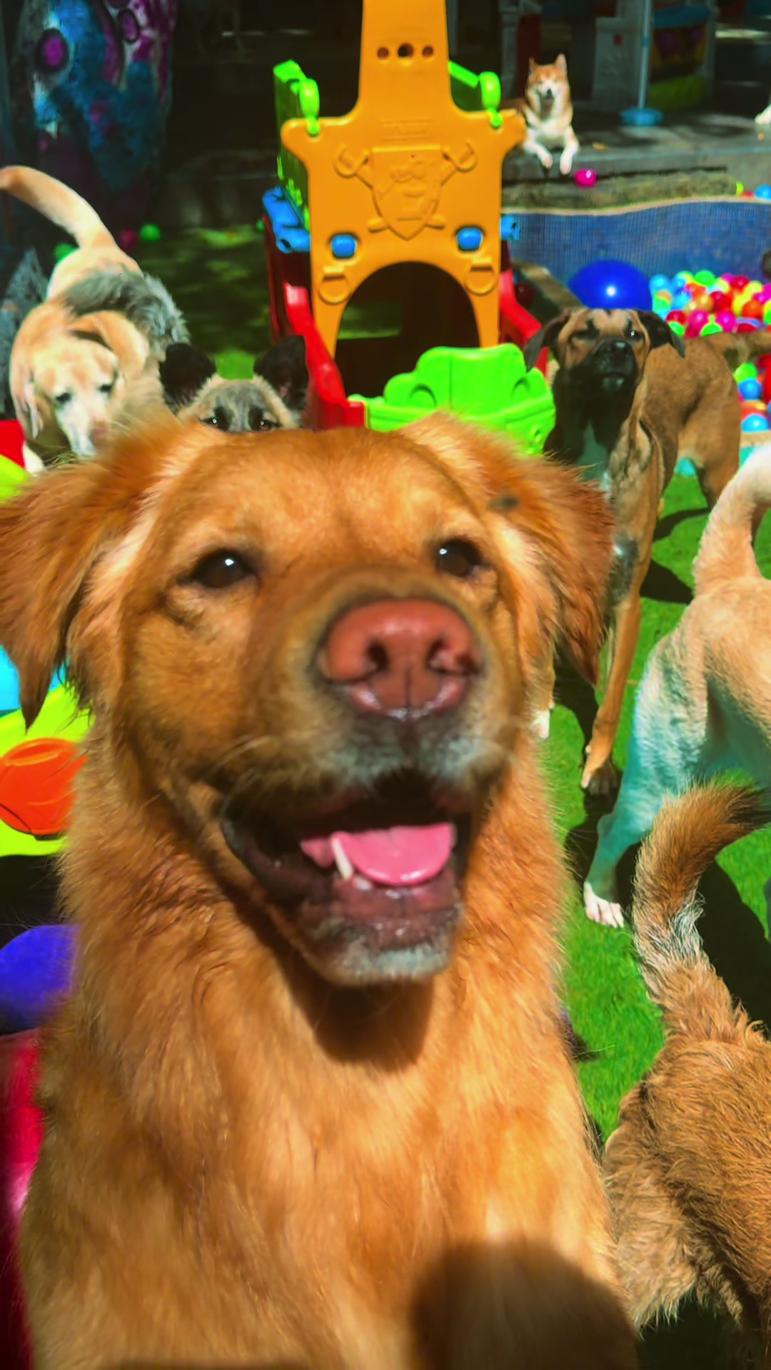 @We Dog You