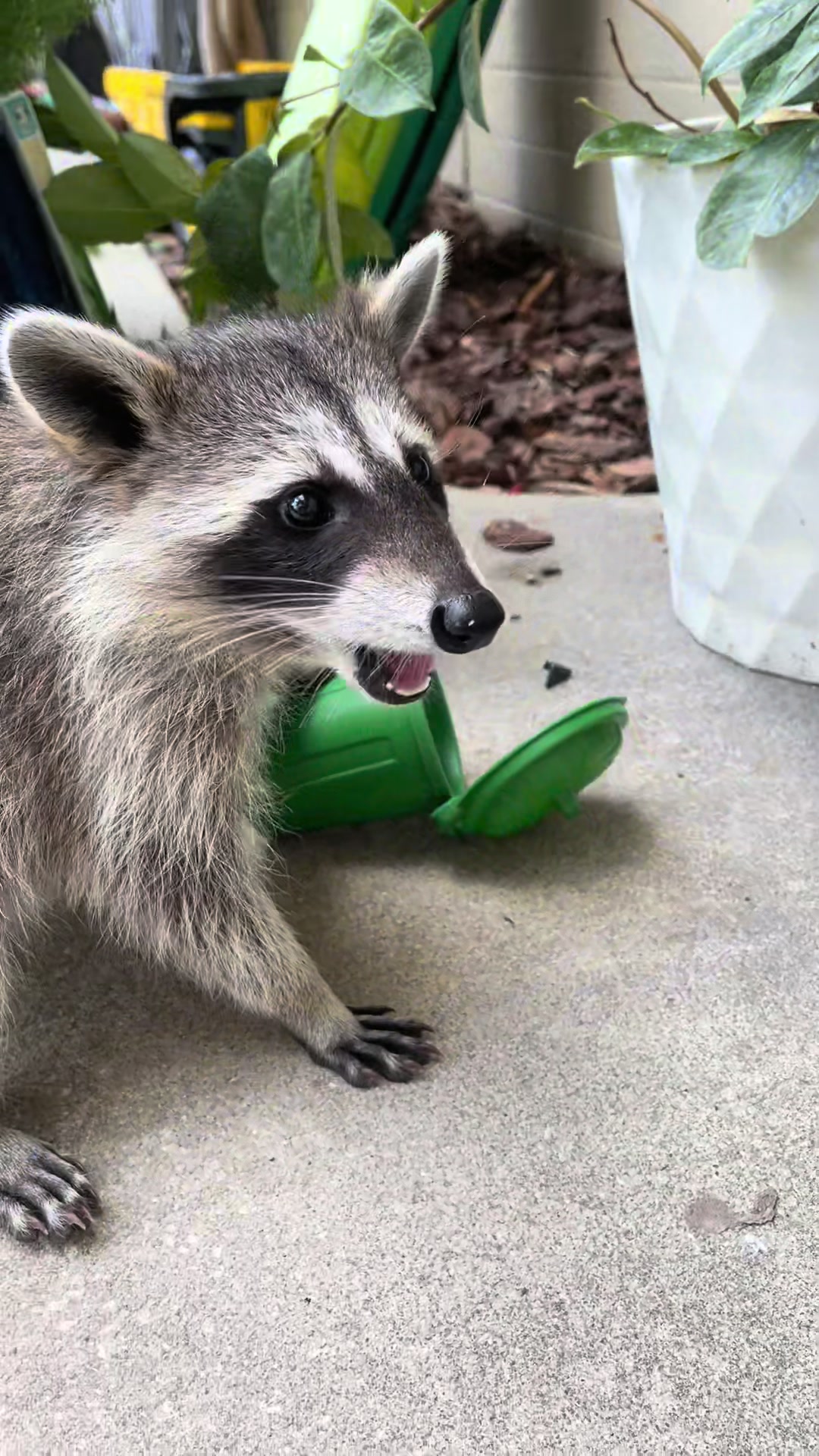 @Roxanne the Raccoon