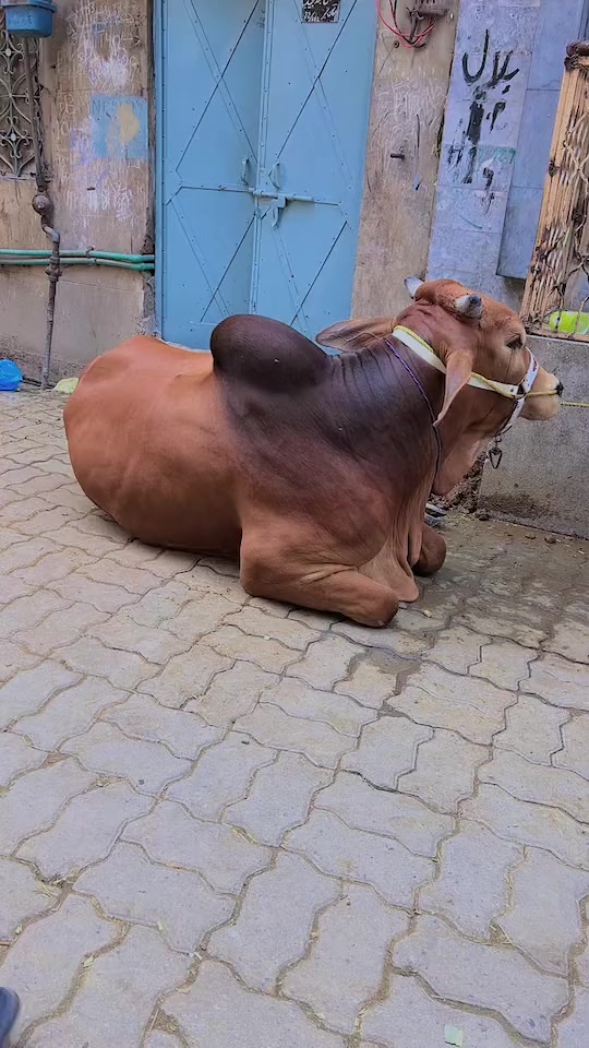 @Stylo hassan official