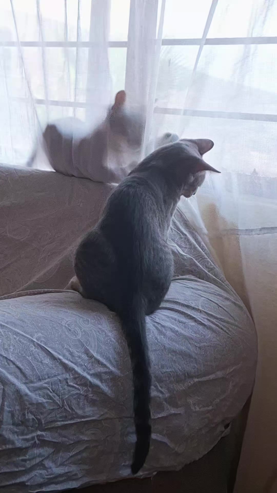 @🐱💞