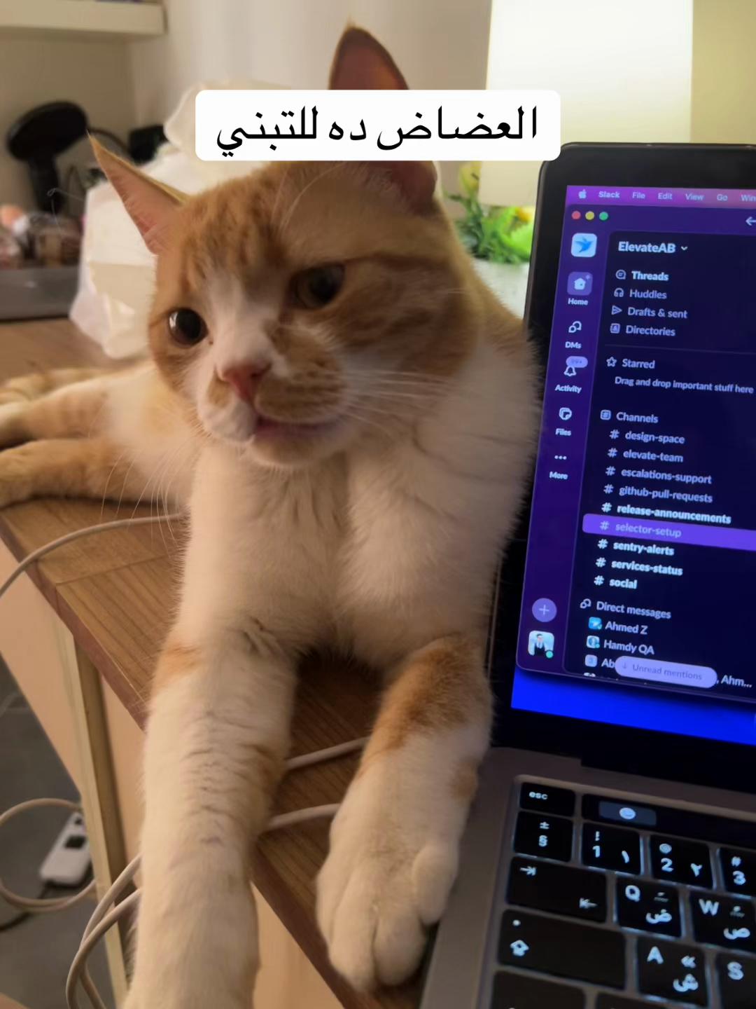 @Ahmed Mamdouh