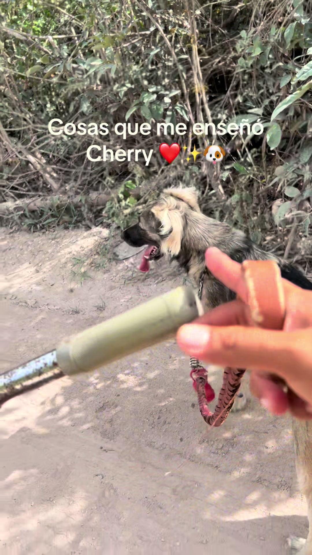 @Laura Panda