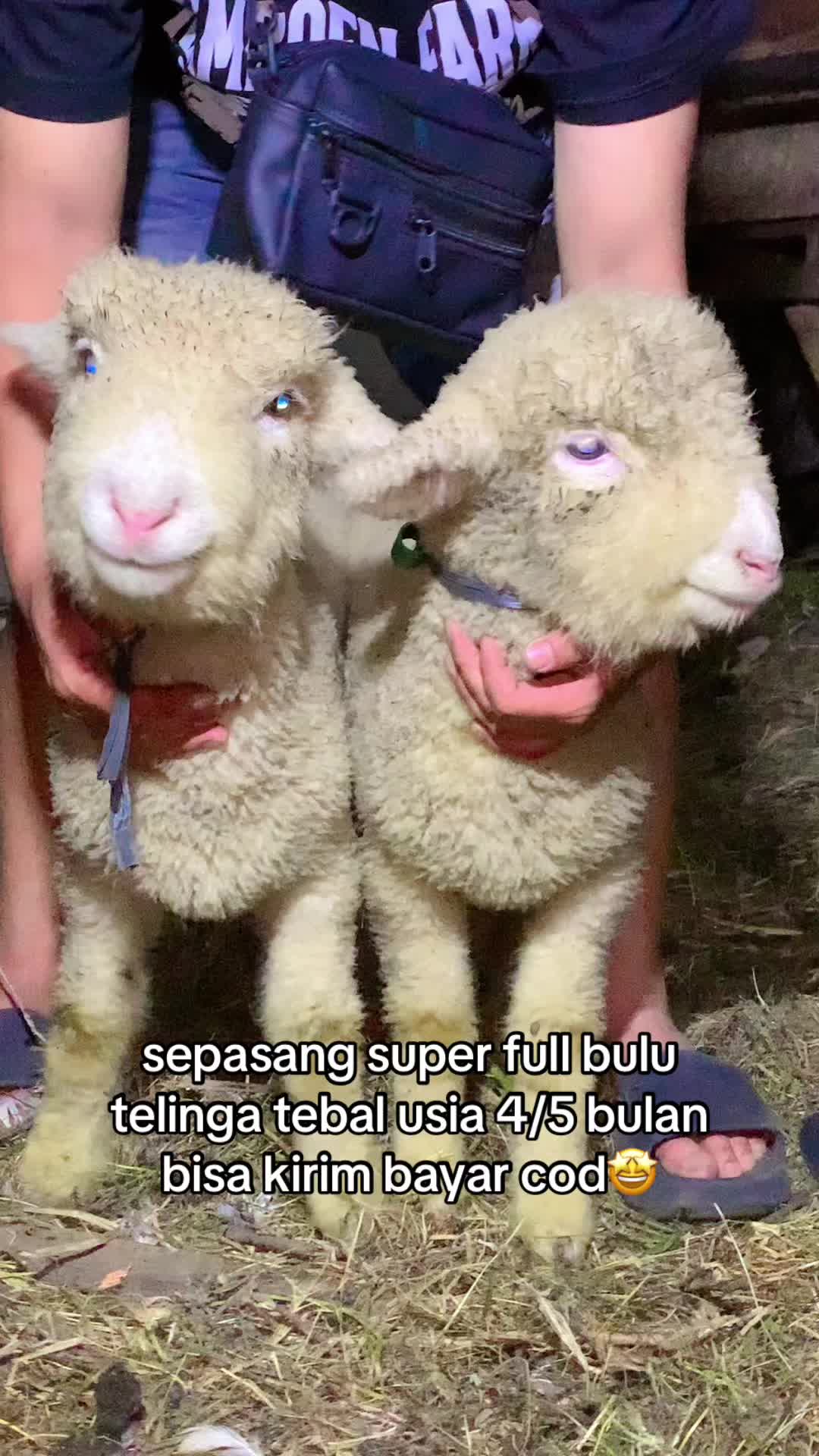 @RAMBOEN FARM TMG