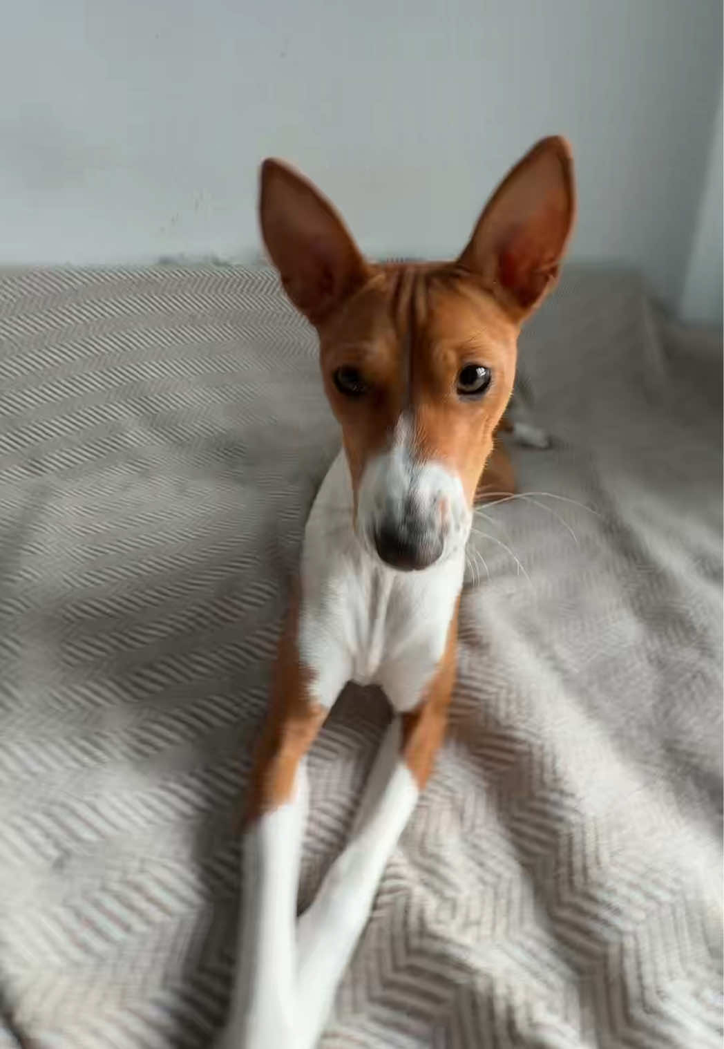 @imagoodfox