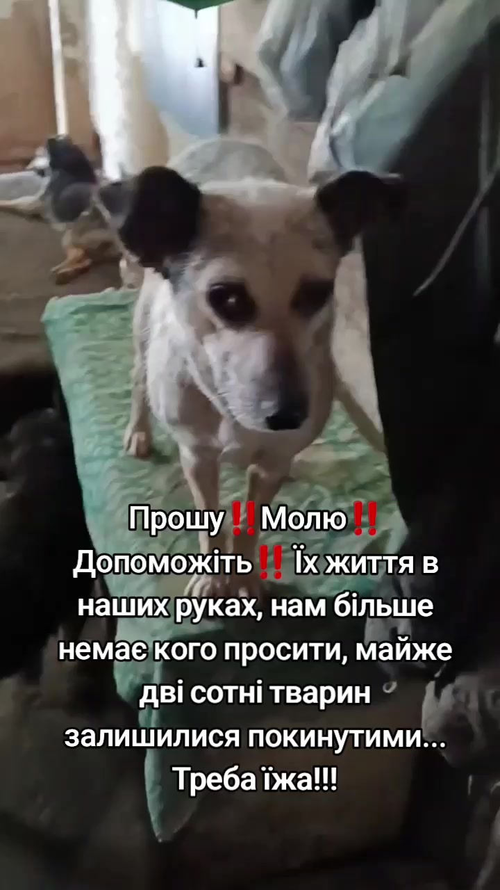 @tvarinkidobra