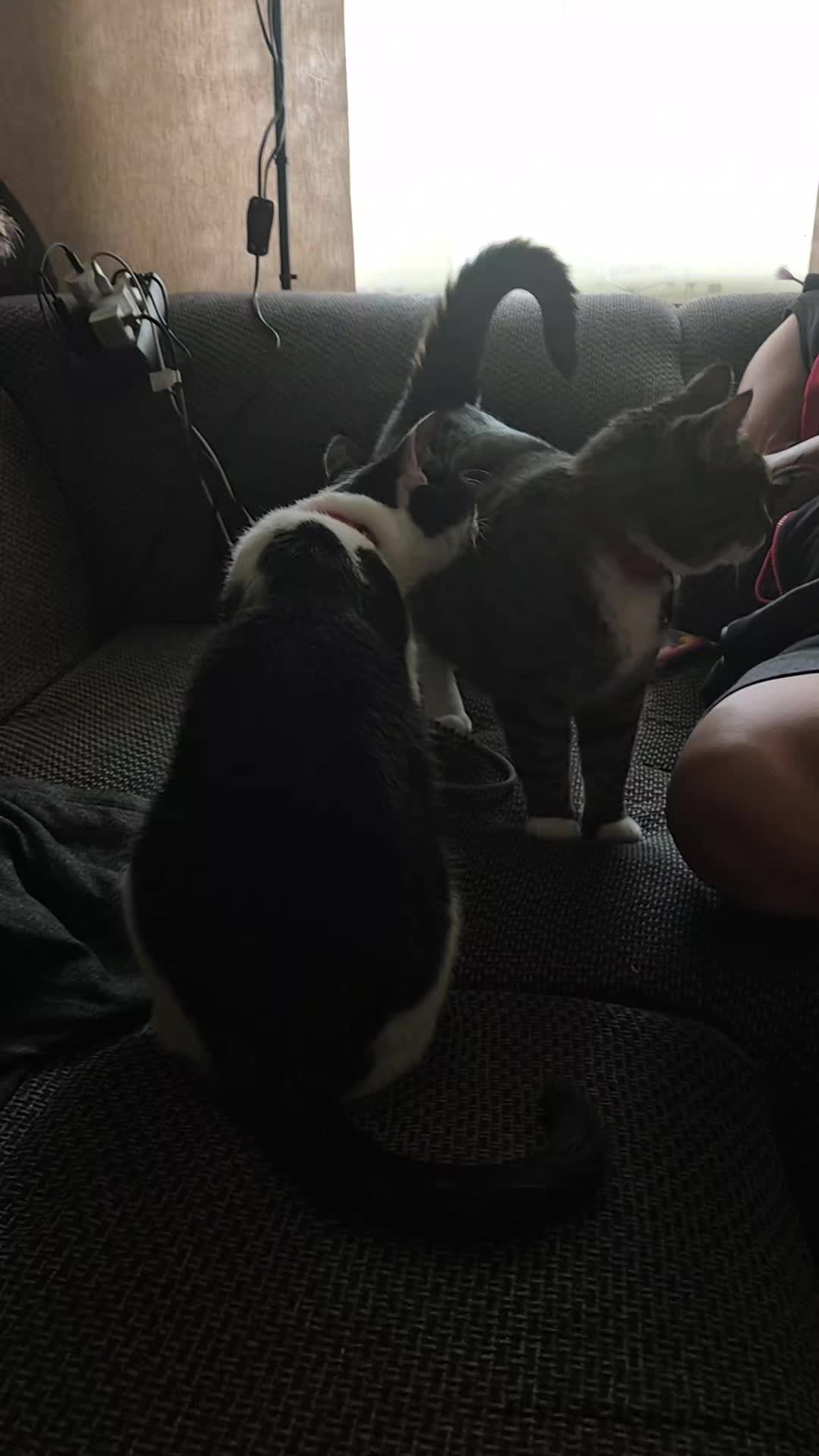 @Fluffy Cat