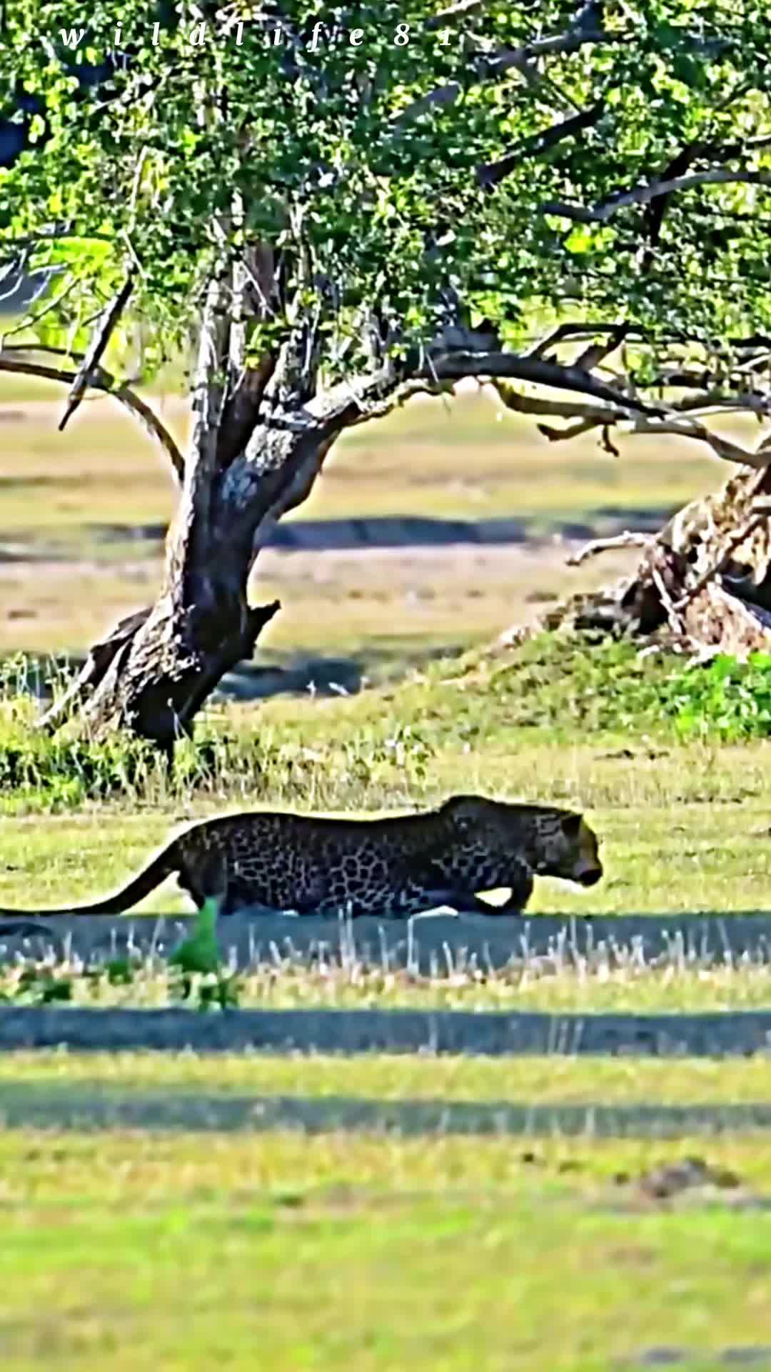 @🐈🕊Wild Life 🦜🦢