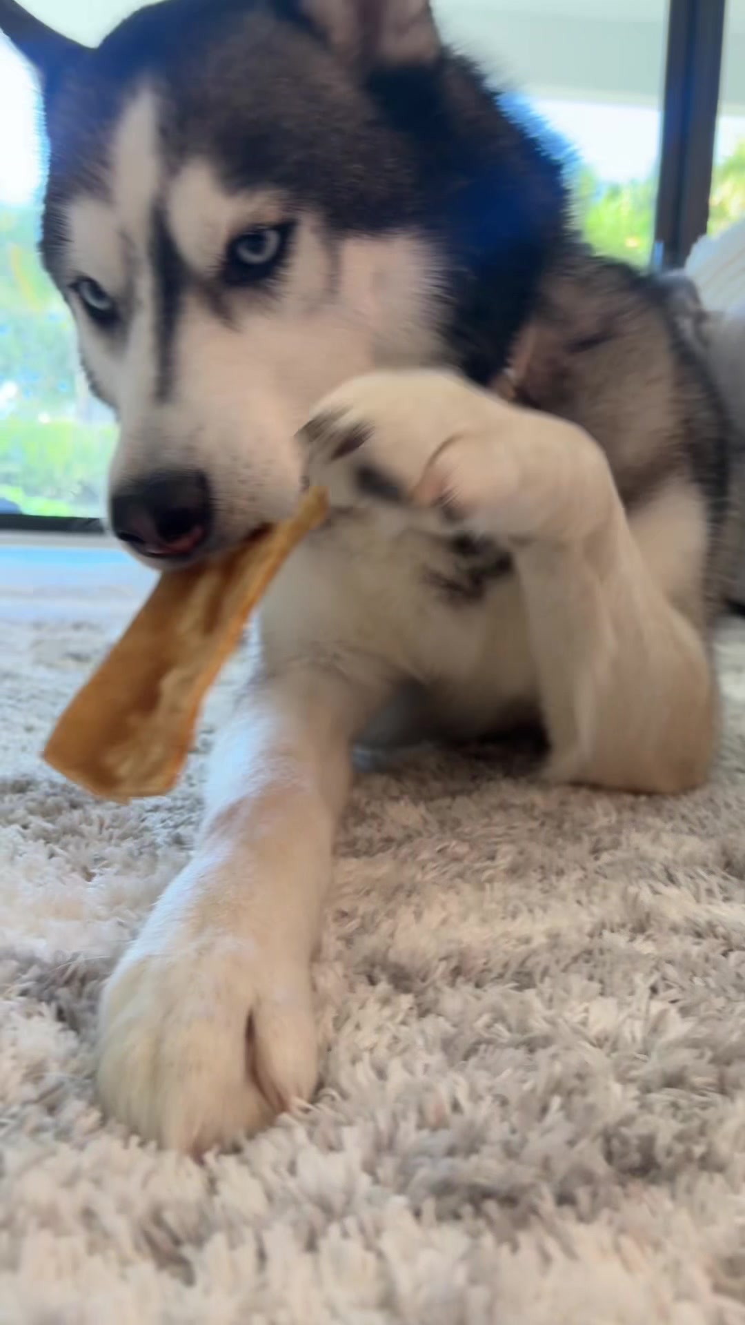 @lifewith2huskies