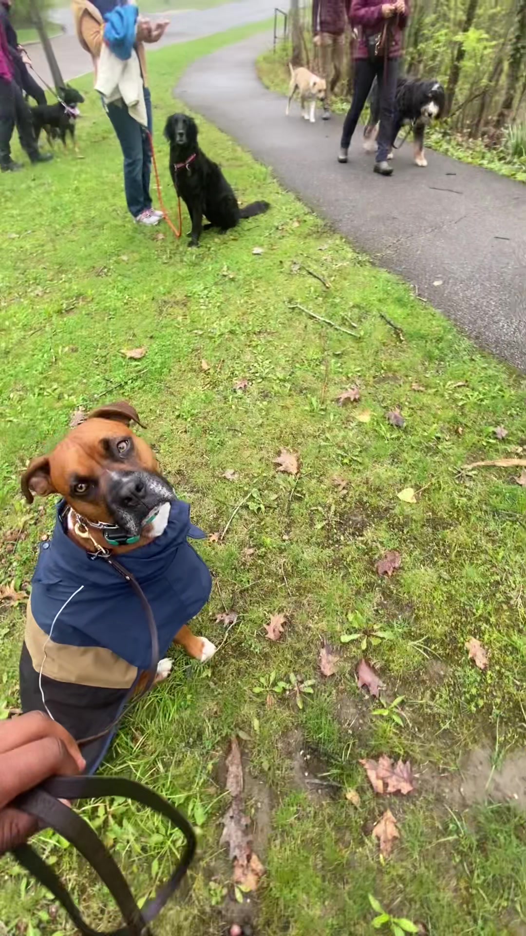 @Clyde the Boxermix