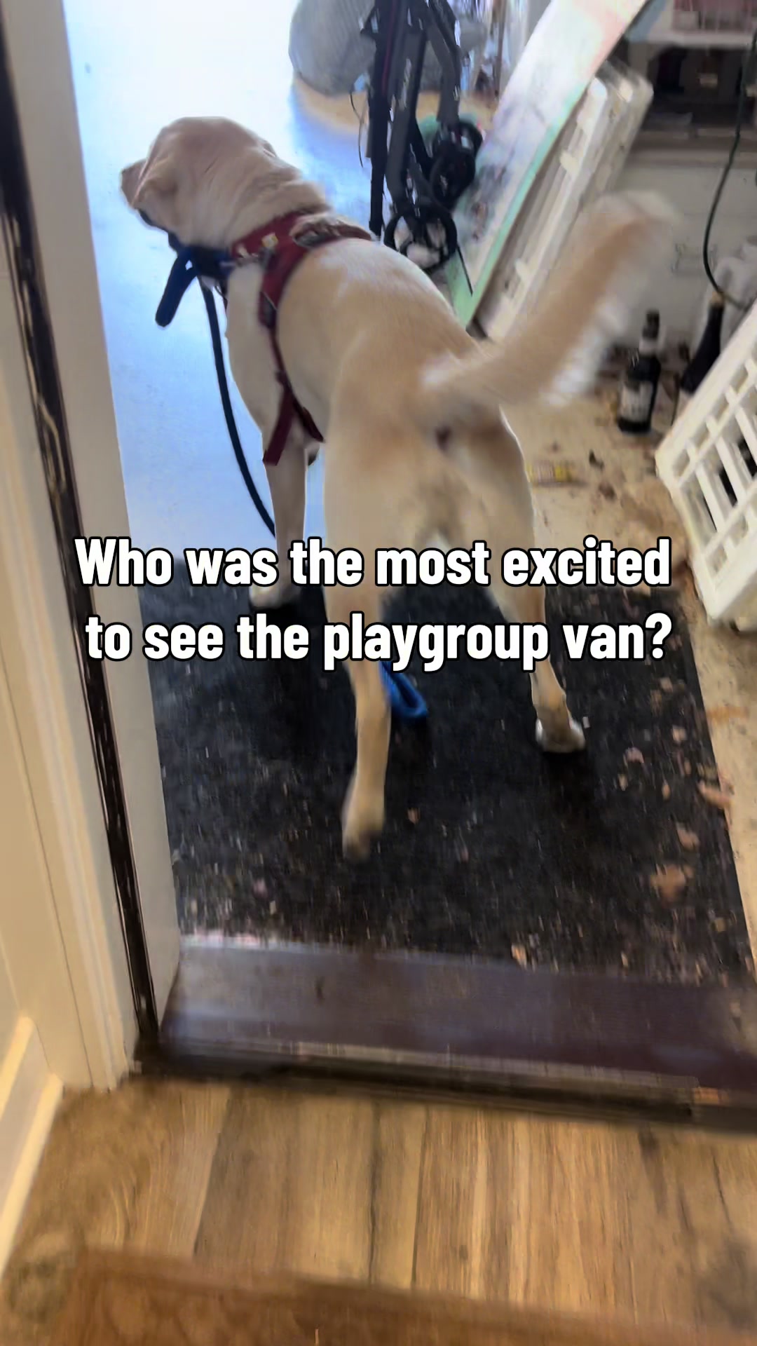 @The Polite Pooch