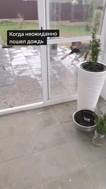 @Доберман Шелби