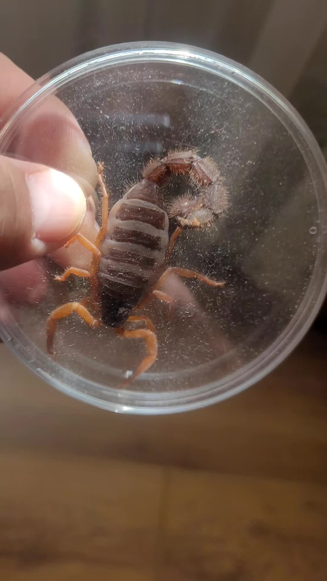 @Beast.spiders