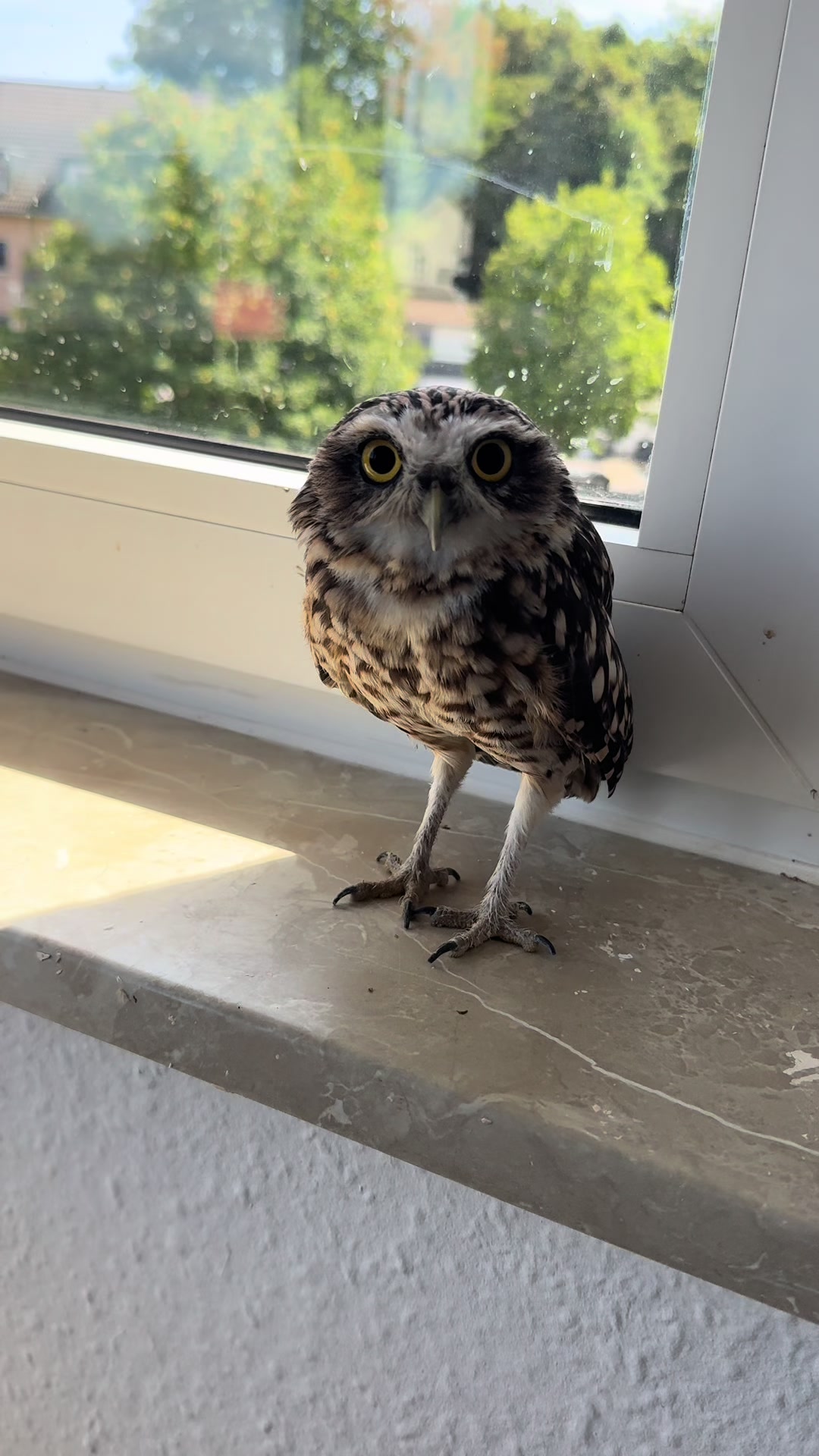 @Kreischhuhn Karma 🦉