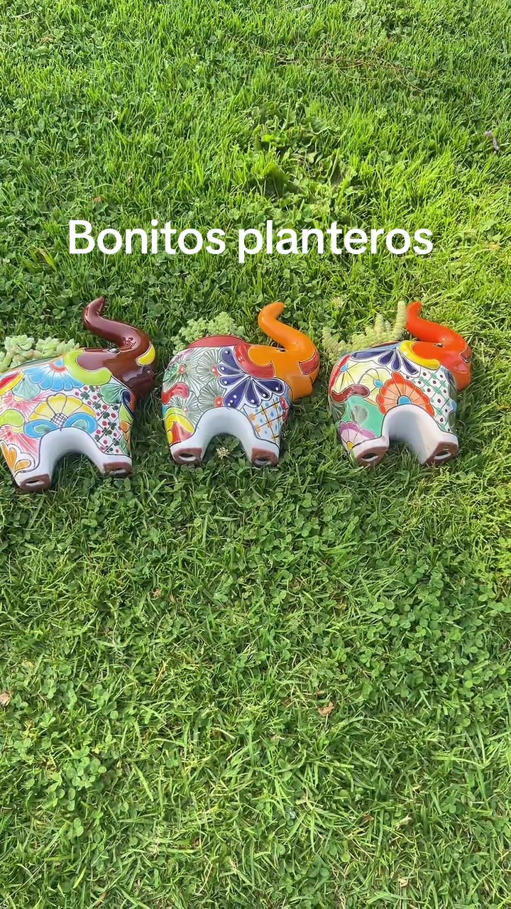 @Maria succulents 🕊️🐚