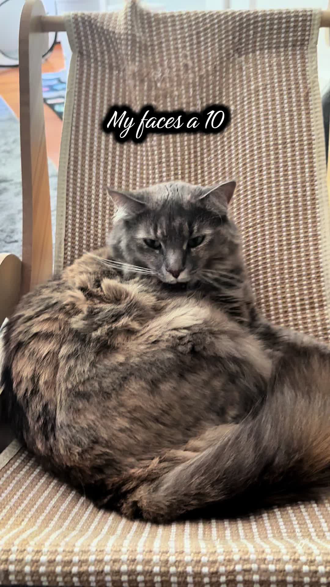 @TailsandWhiskersCo