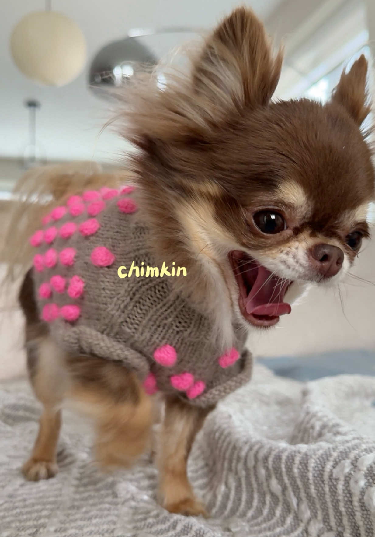 @Lou the Chichi