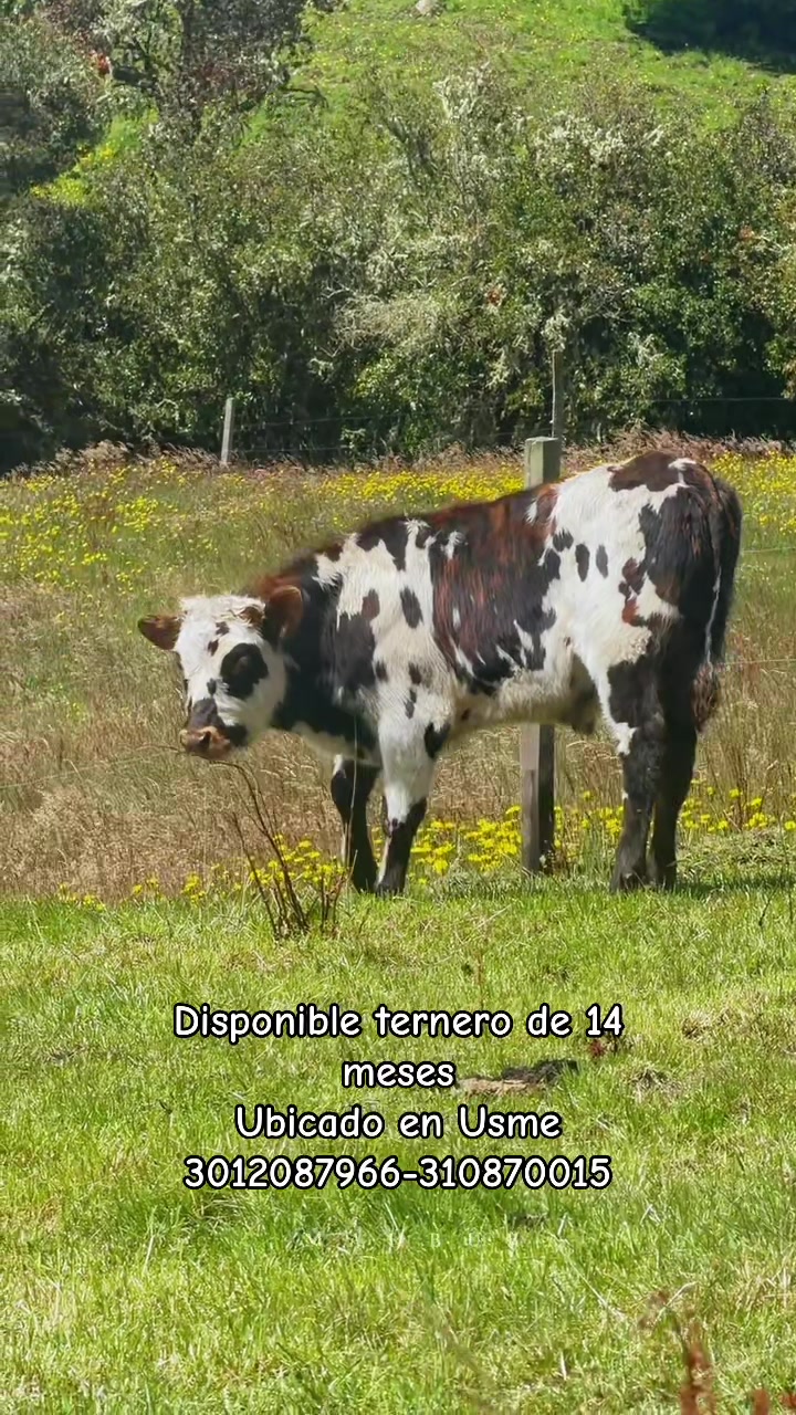 @Ganaderia San Jose 🐄