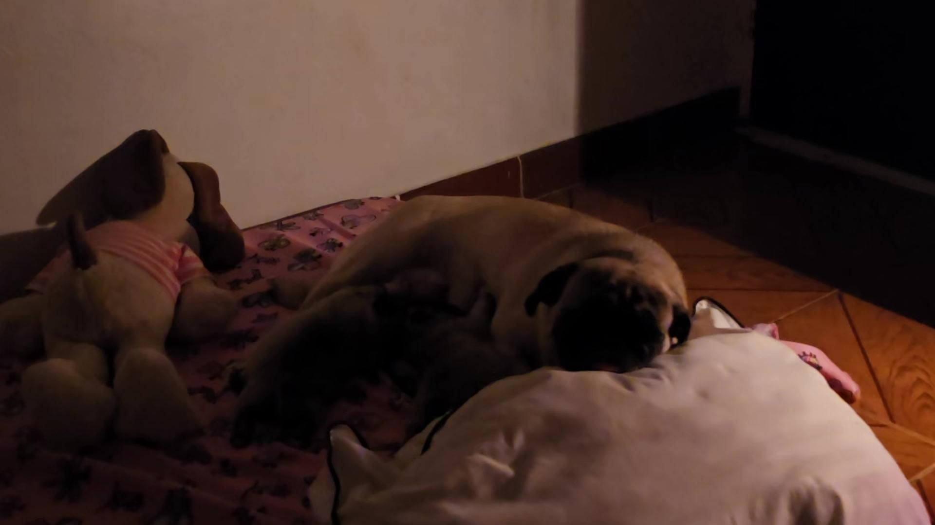 @Lizzylapug🐶🌸