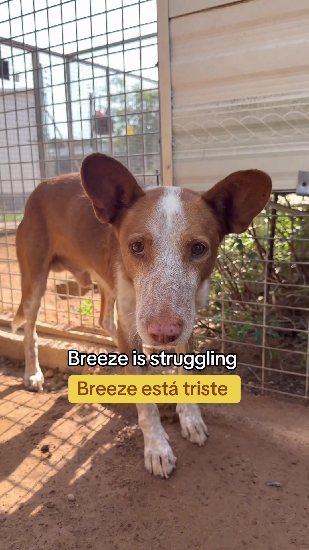 @Galgos del Sol