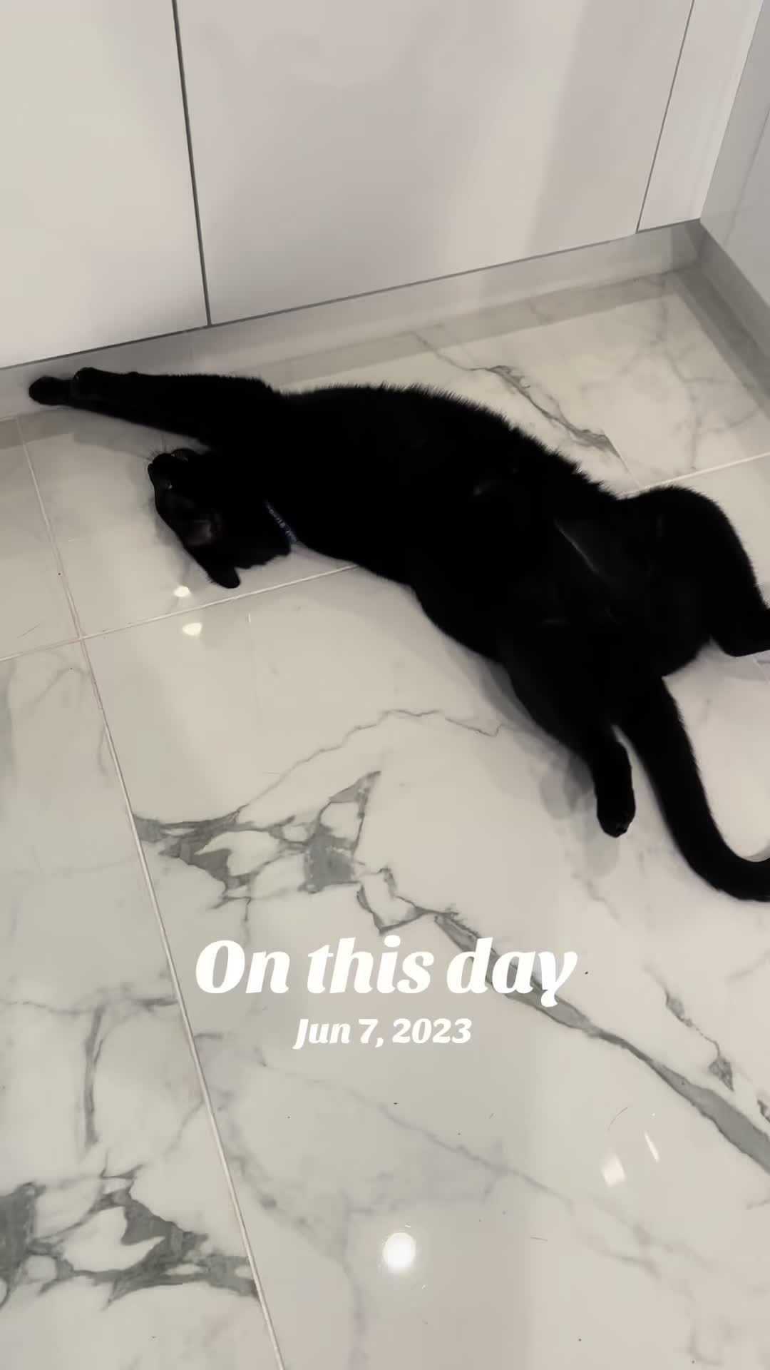 @Oscar Jeremy the cat!