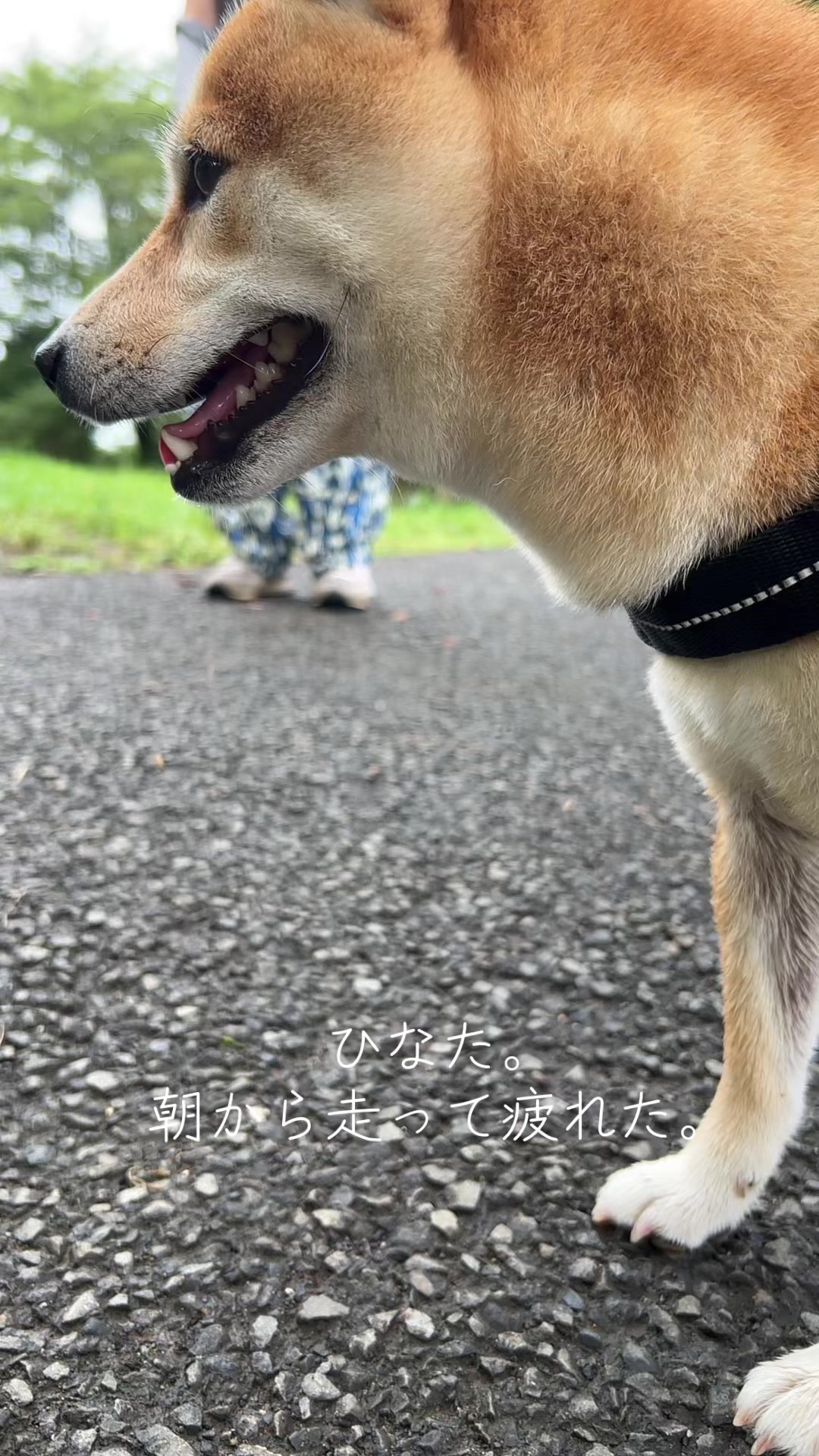 @ひでぽともぽ