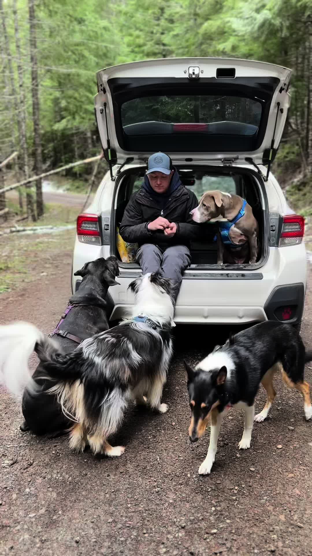 @lauren | dog behavior pro