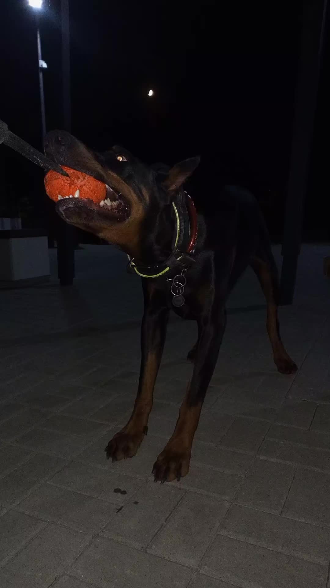 @• doberman King •