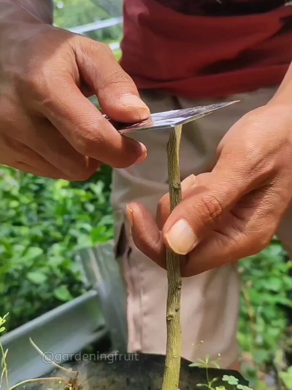 @GardeningFruits