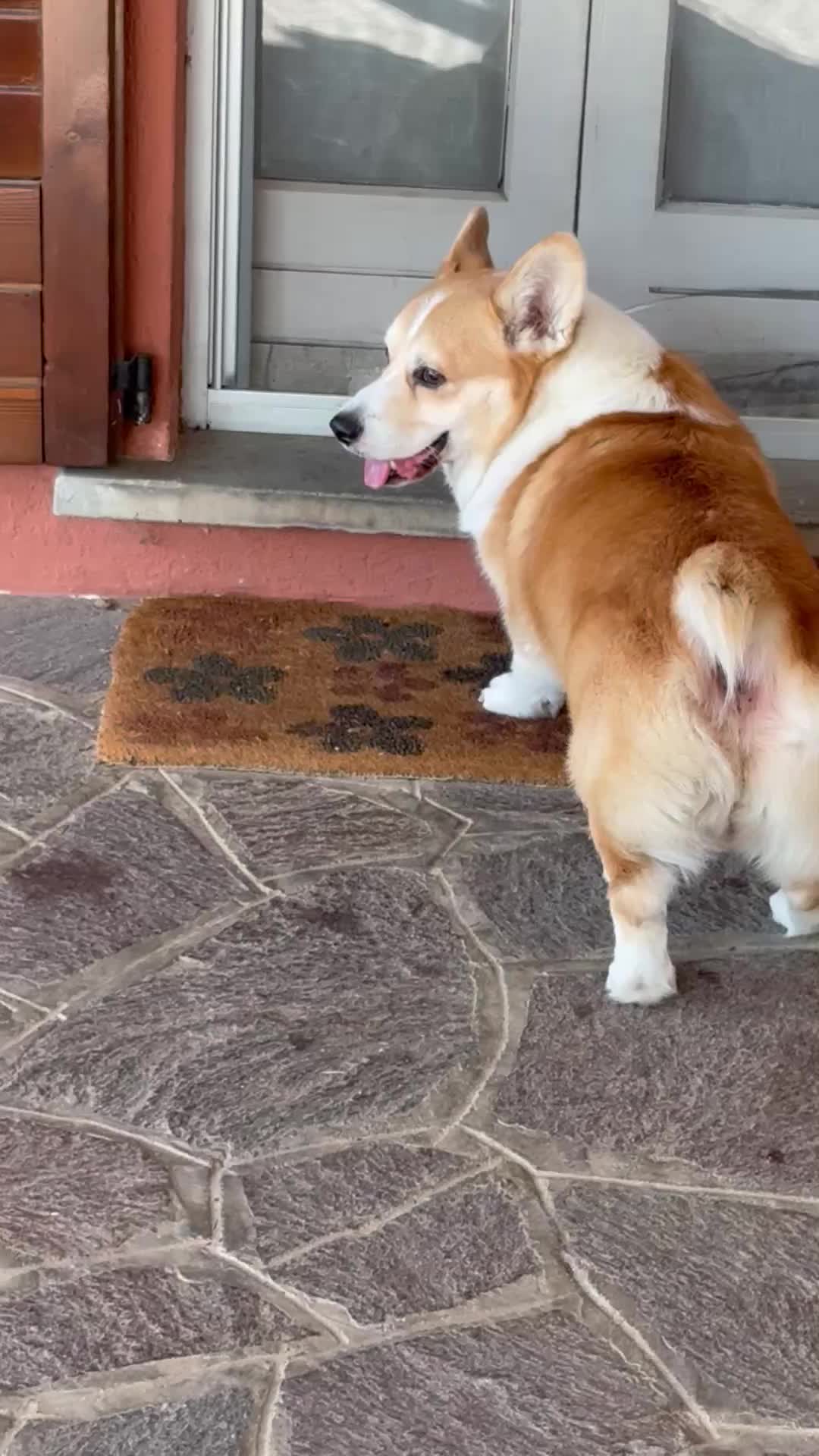 @Cheddar the Corgi