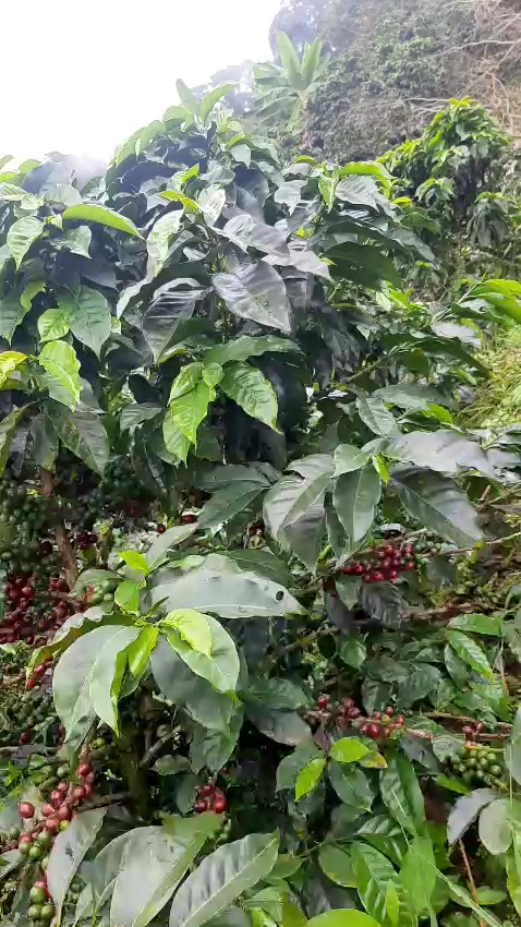 @Jos&eacute; Orlando