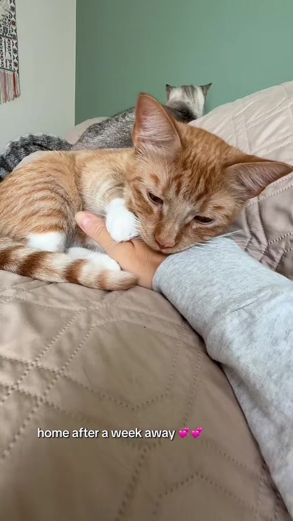 @furtastic4cats