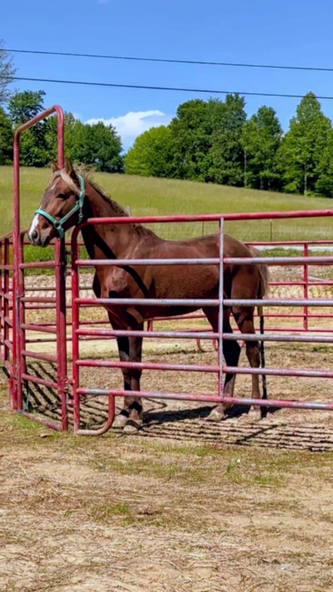 @Libby🐾❤️🐴