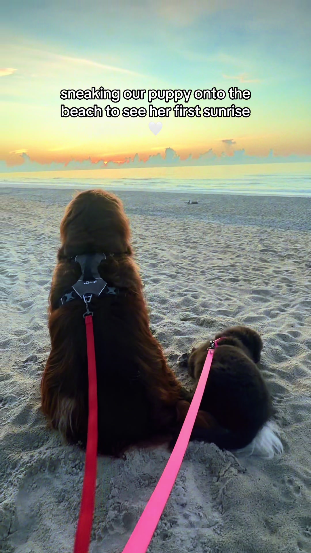 @Chewy The Newfoundland