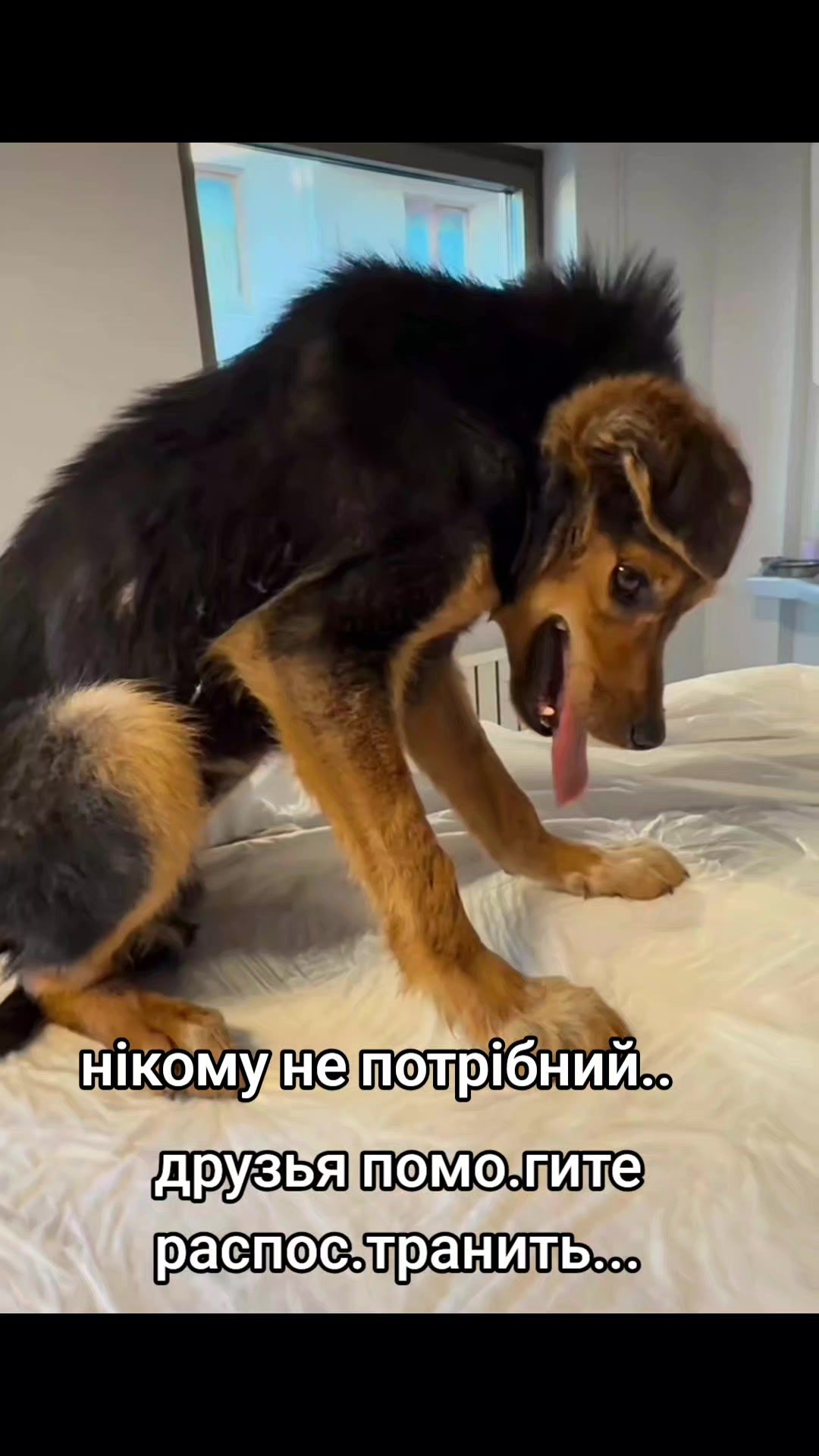@animal