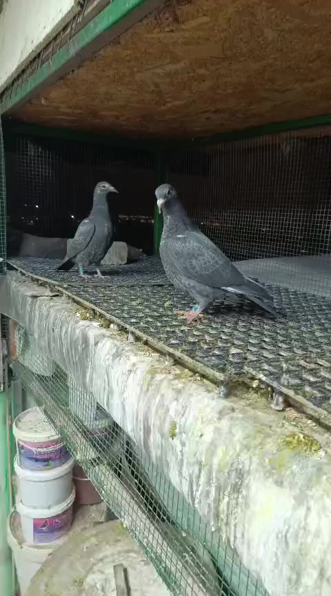 @Ahmet Serhat K&uuml;&ccedil;&uuml;koğlu