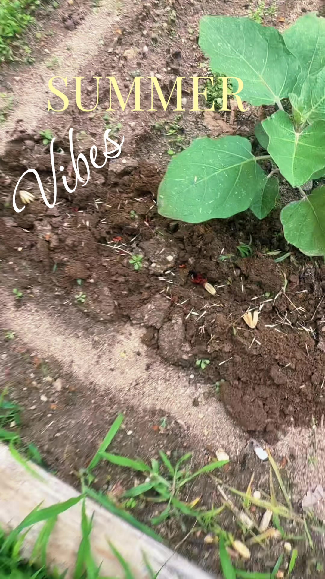 @regrownature