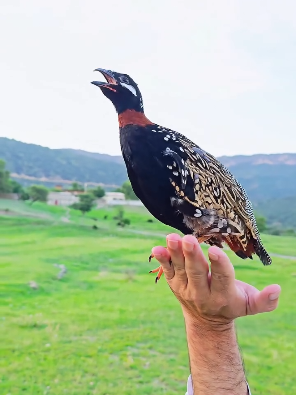 @Birds Lover
