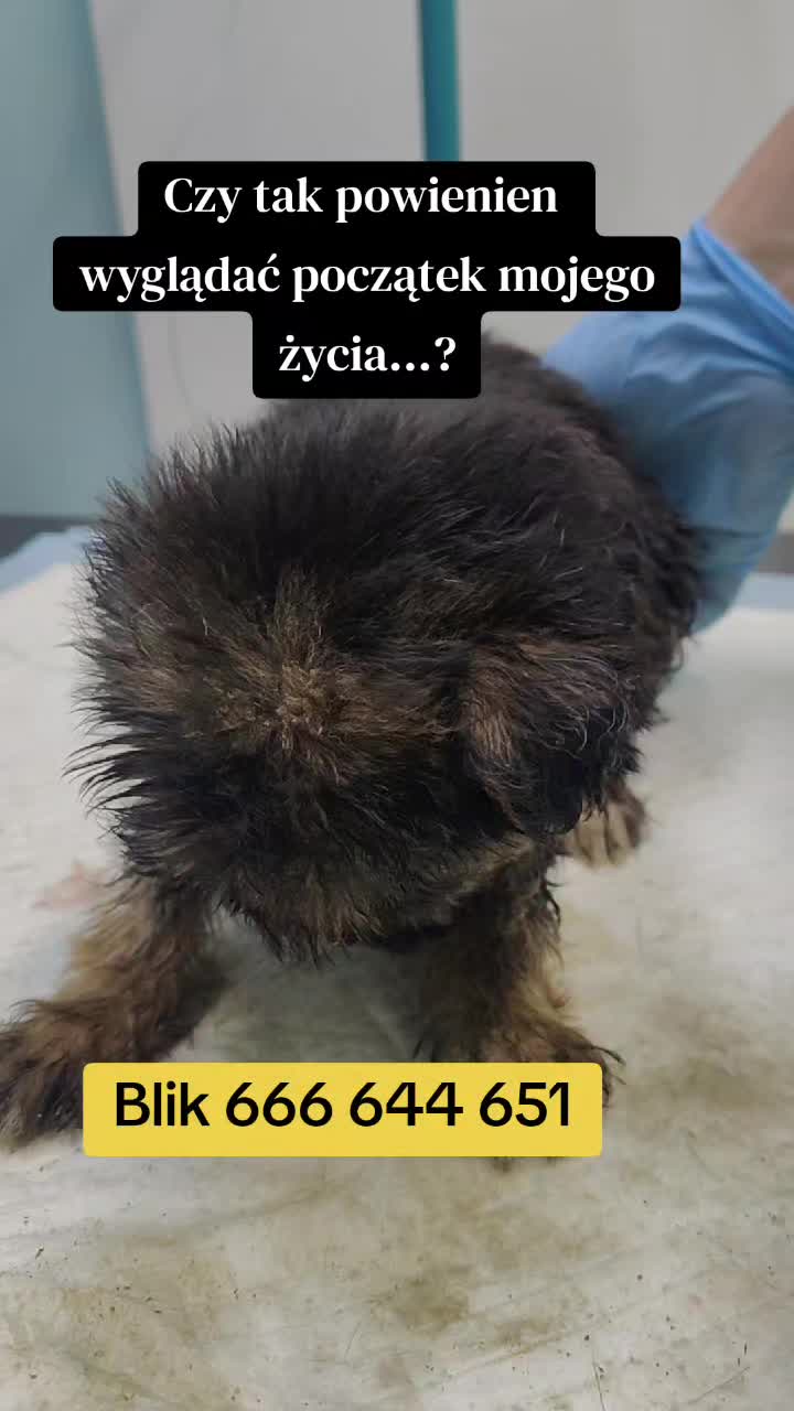 @fundacja4paws