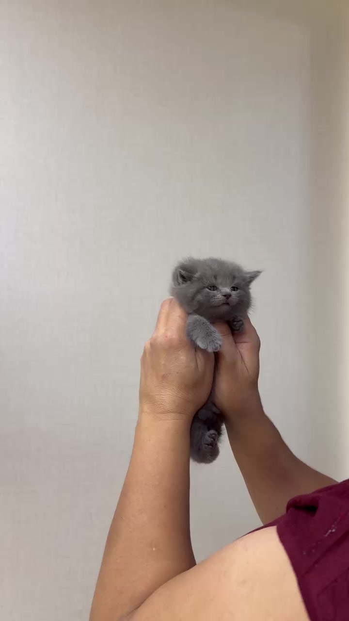 @kittens_uz