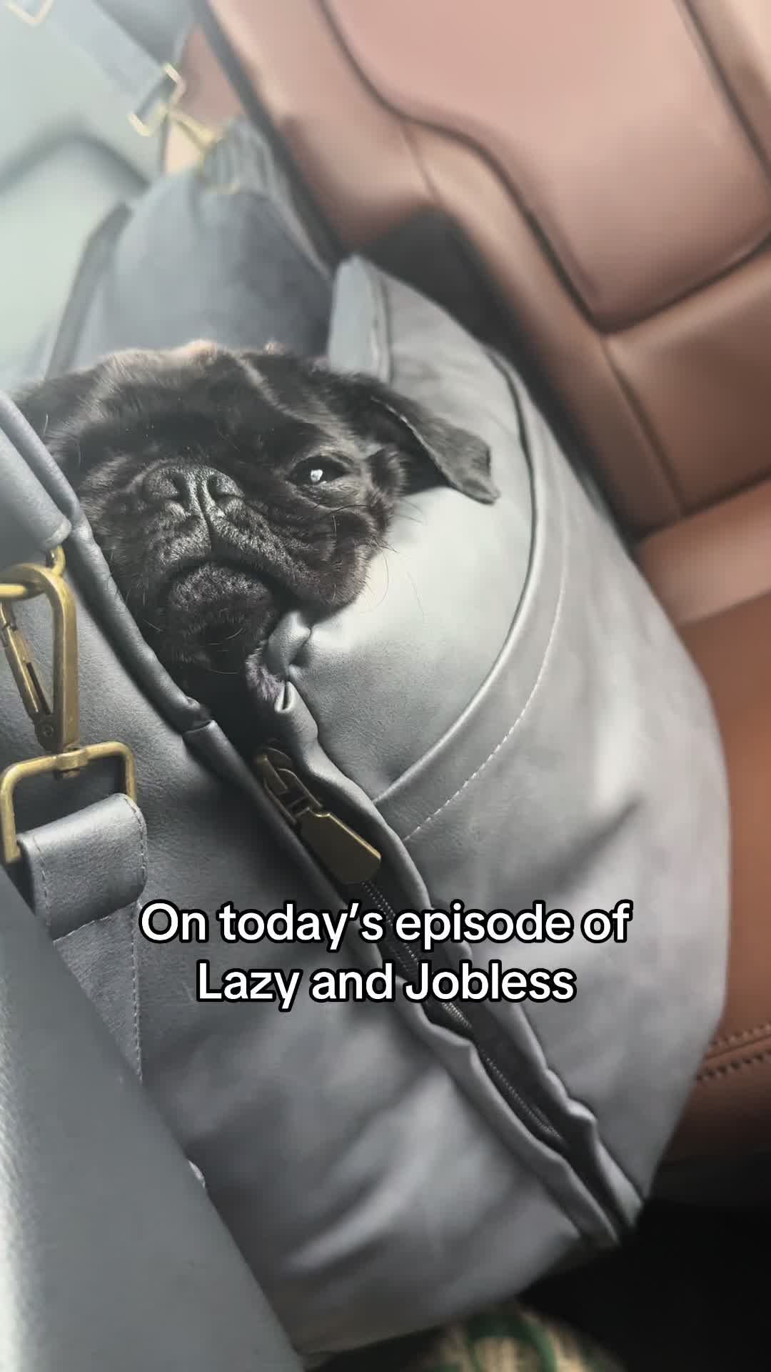 @SirEdmundThePug