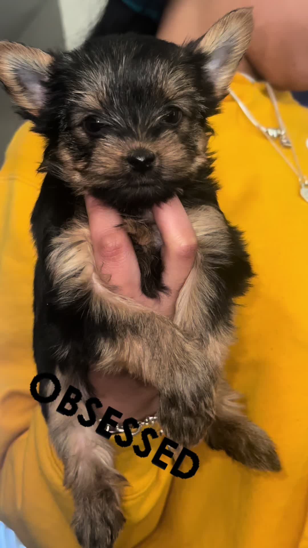@RedBeautyYorkies🐾