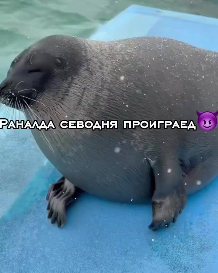 @౨ৎ.Ⲭⲁⲕⲟⲱυ⋆·˚ *🦭