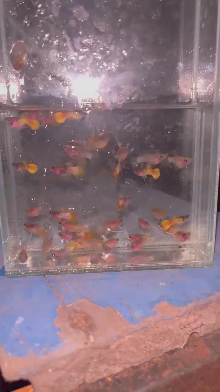@RULL GUPPY??
