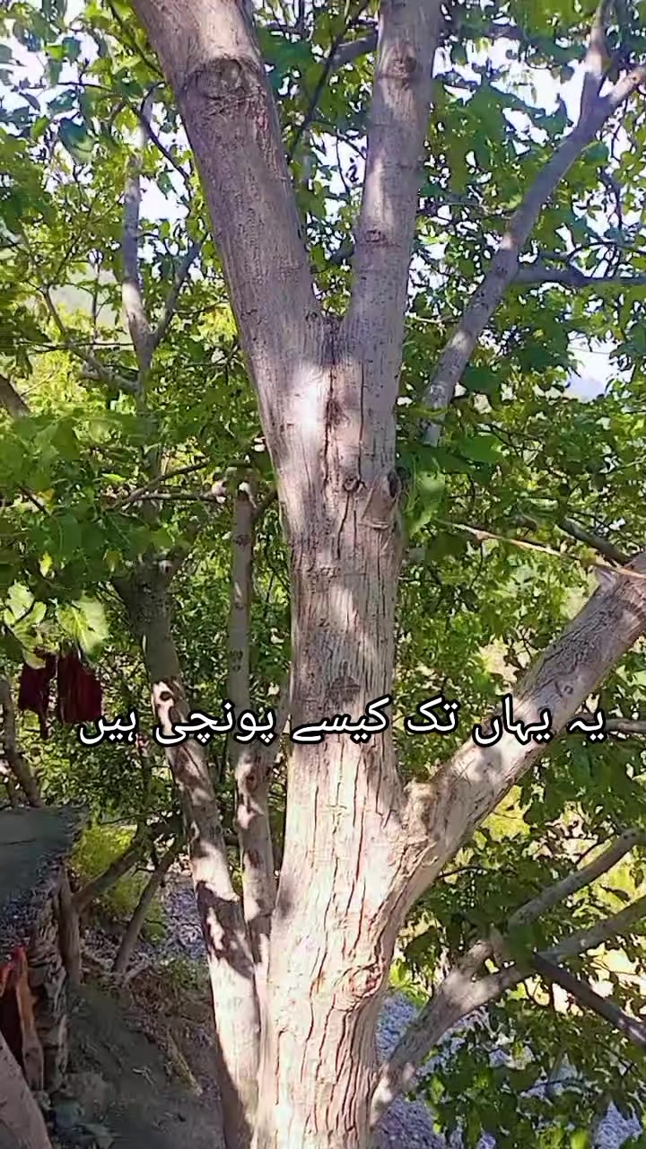 @syed ahmad kazmi